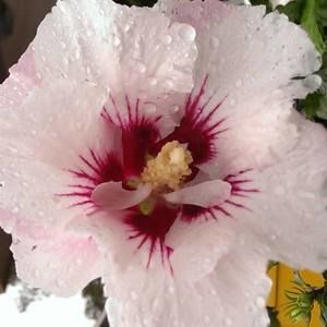 Meet your Posher, Daisy